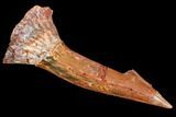 Fossil Sawfish (Onchopristis) Rostral Barb- Morocco #106465-1